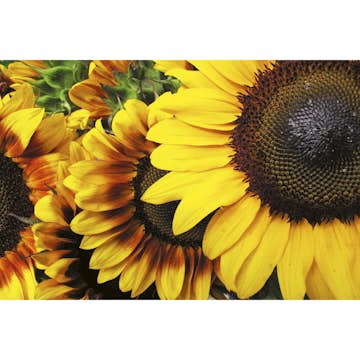 Tapet Dimex Sunflowers
