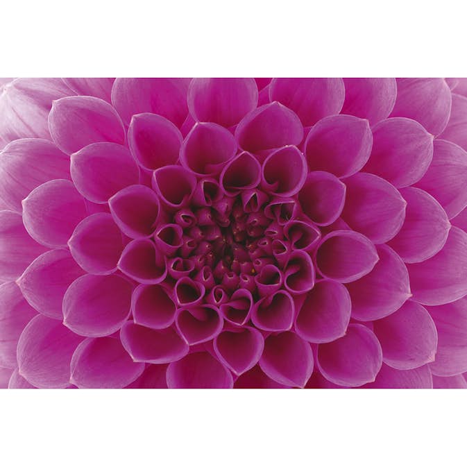 Tapet Dimex Pink Dahlia