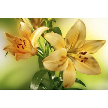 Tapet Dimex Lily