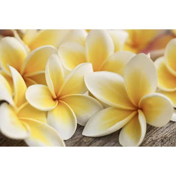 Tapet Dimex Plumeria