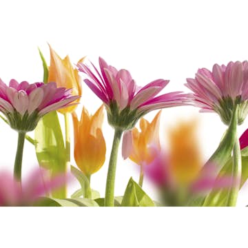 Tapet Dimex Spring Flowers