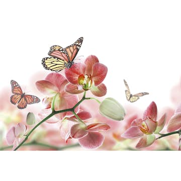 Tapet Dimex Orchids and Butterfly