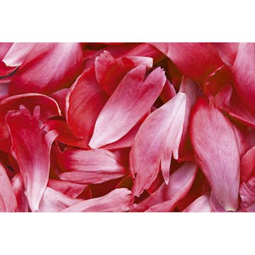 Tapet Dimex Red Petals