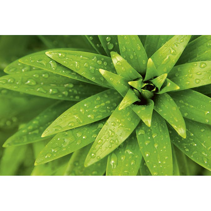 Tapet Dimex Fresh Foliage