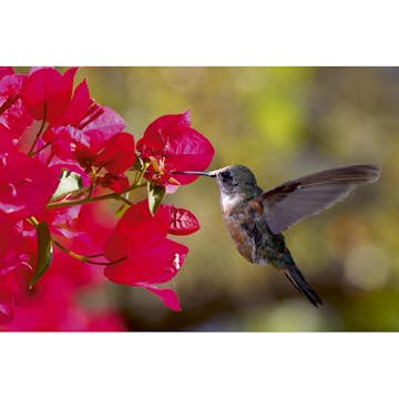 Tapet Dimex Hummingbird