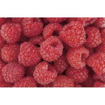 Tapet Dimex Raspberry
