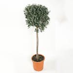 Olivträd Omnia Garden