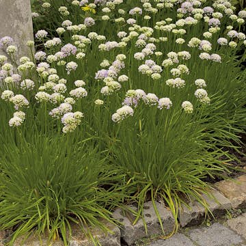 Planta Omnia Garden Strandtrift Alba