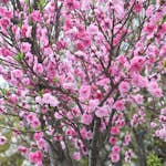 Fruktträd Omnia Garden Persikoträd Frost-Resistent, Fullvuxen 2-4m