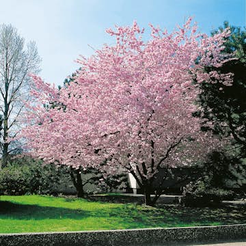 Prydnadskörsbär Omnia Garden Accolade, Rosa Blomning, 100-120 cm