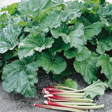 Rabarber Elmblitz Omnia Garden 30-40 cm