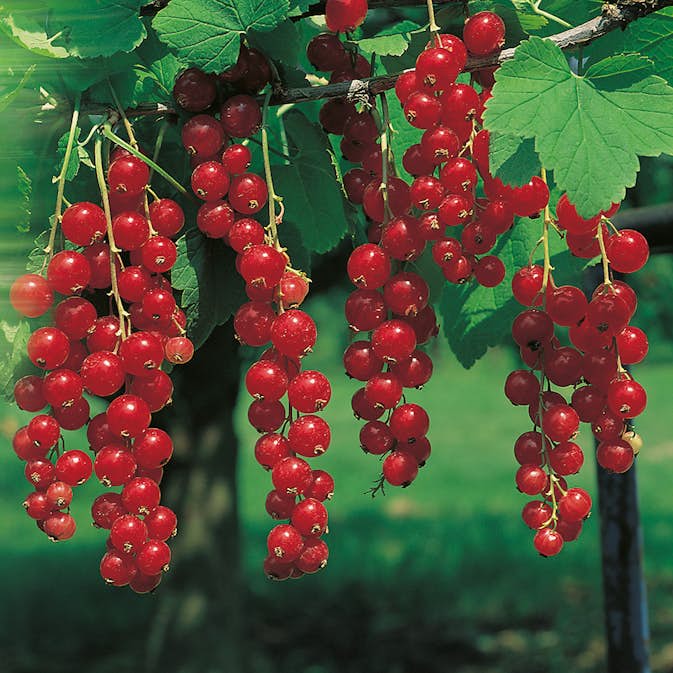 Buske Röda Vinbär Omnia Garden Jonkheer Van Teets 60-80 cm