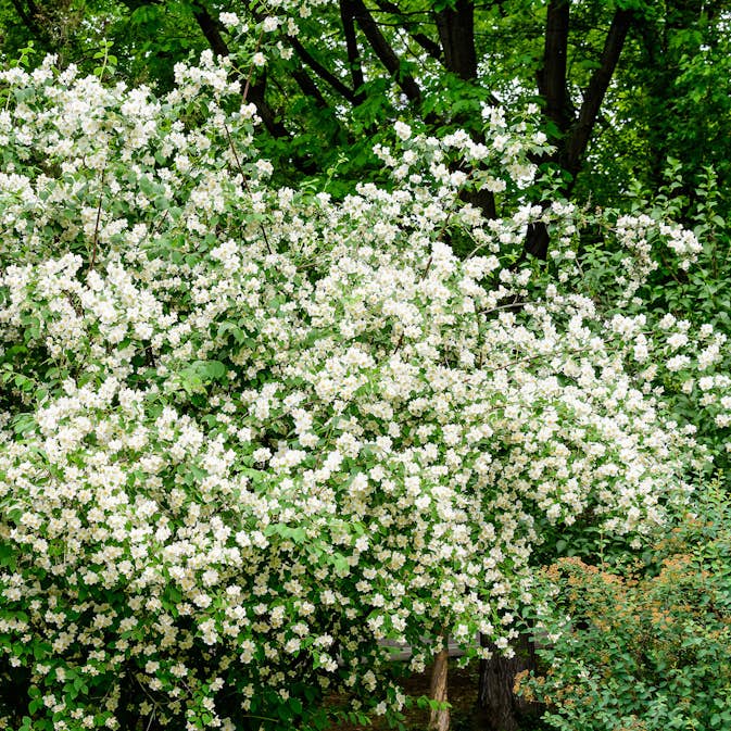 Prydnadsbuske Schersmin- Doftschersmin Omnia Garden 100-150 cm