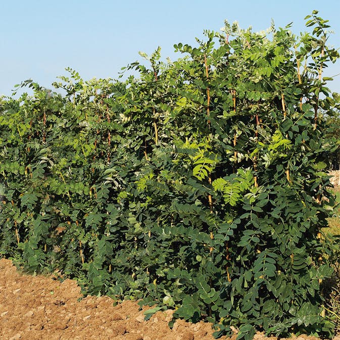 Häckkaragan Omnia Garden 40-65 cm