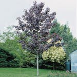 Prydnadsträd Skogslönn Omnia Garden 150-200 cm Acer Platanoides Royal Red