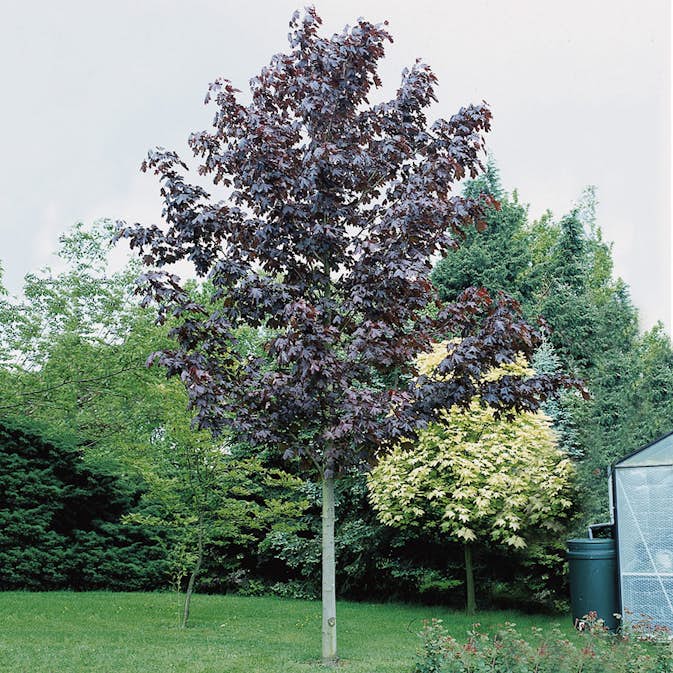Prydnadsträd Skogslönn Omnia Garden 150-200 cm Acer Platanoides Royal Red