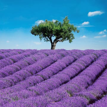 Tapet Idealdecor Provence 144