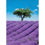 Tapet Idealdecor Provence 309