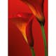 Tapet Idealdecor Red Calla Lilies