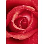 Tapet Idealdecor Rose