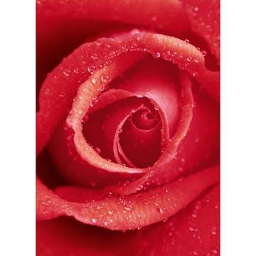 Tapet Idealdecor Rose