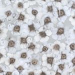 Tapet Mimou Windflower Grå