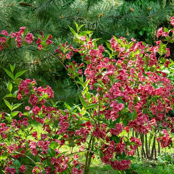 Prydnadsbuske Trädgårdsprakttry Omnia Garden 125-150cm