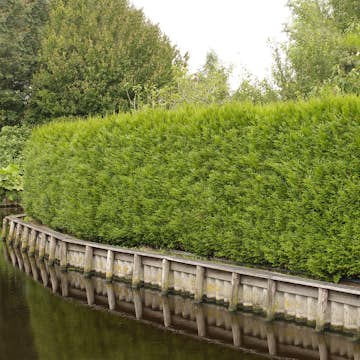 Planta tuja Omnia Gardenhäck 100-125 cm