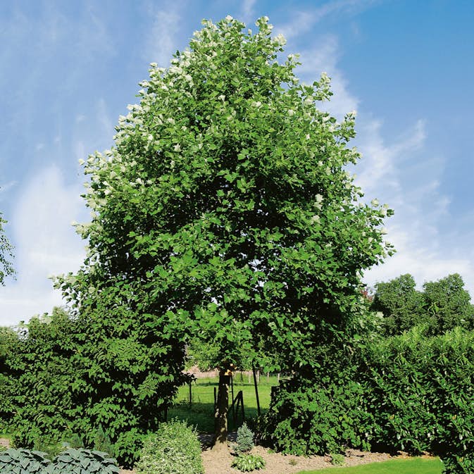 Prydnadsträd Tulpanträd Omnia Garden 100-125 cm