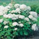 Prydnadsbuske Vidjehortensia Omnia Garden Vit