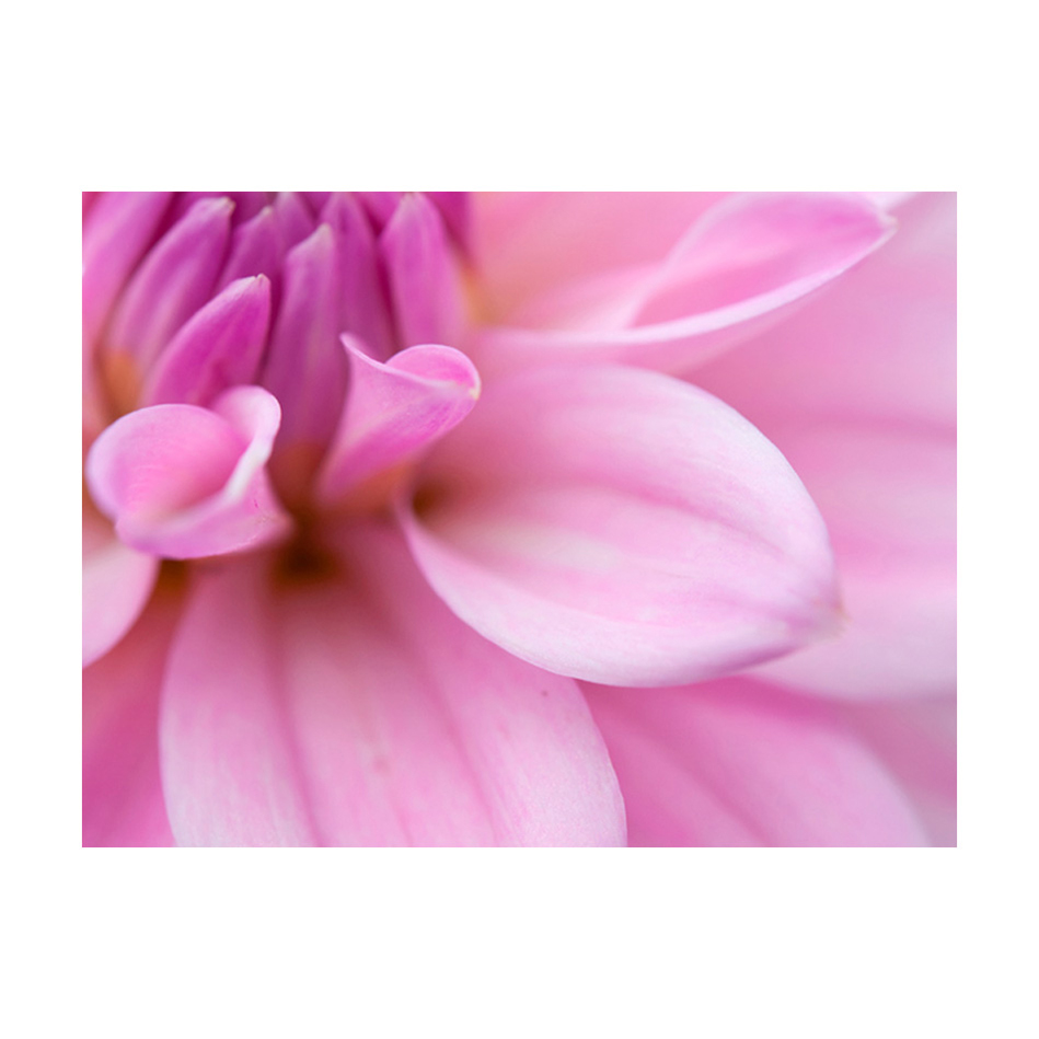 Fototapet Arkiio Blomblad Dahlia