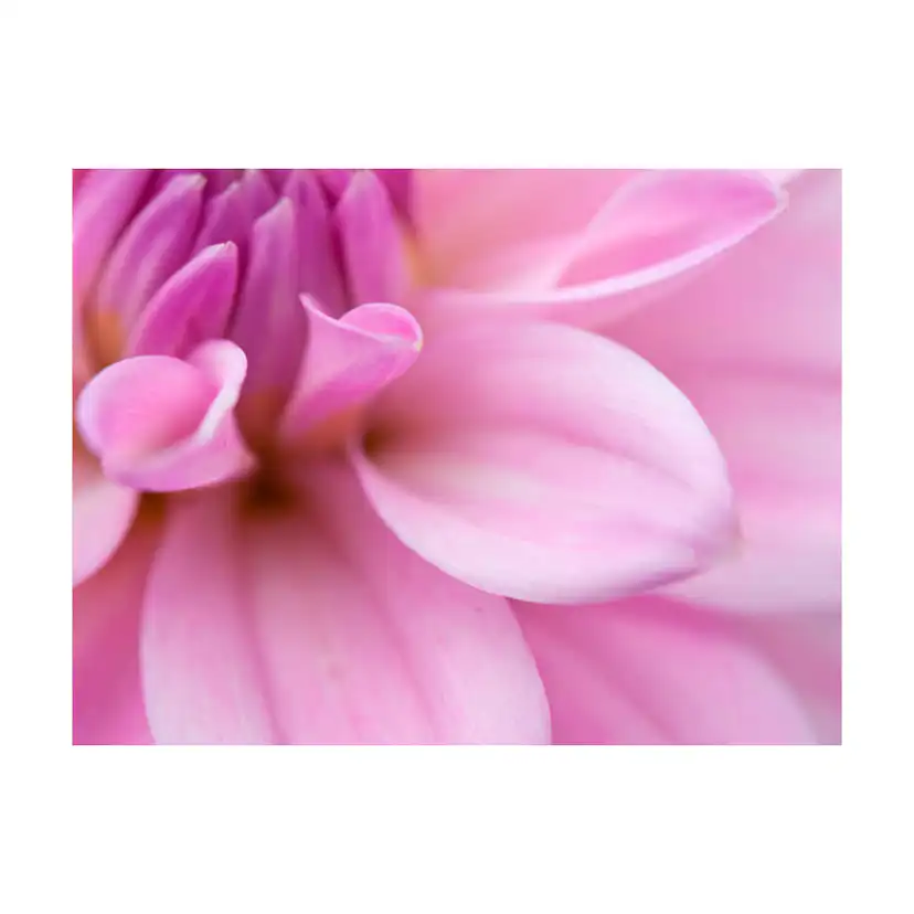 Fototapet Arkiio Blomblad Dahlia