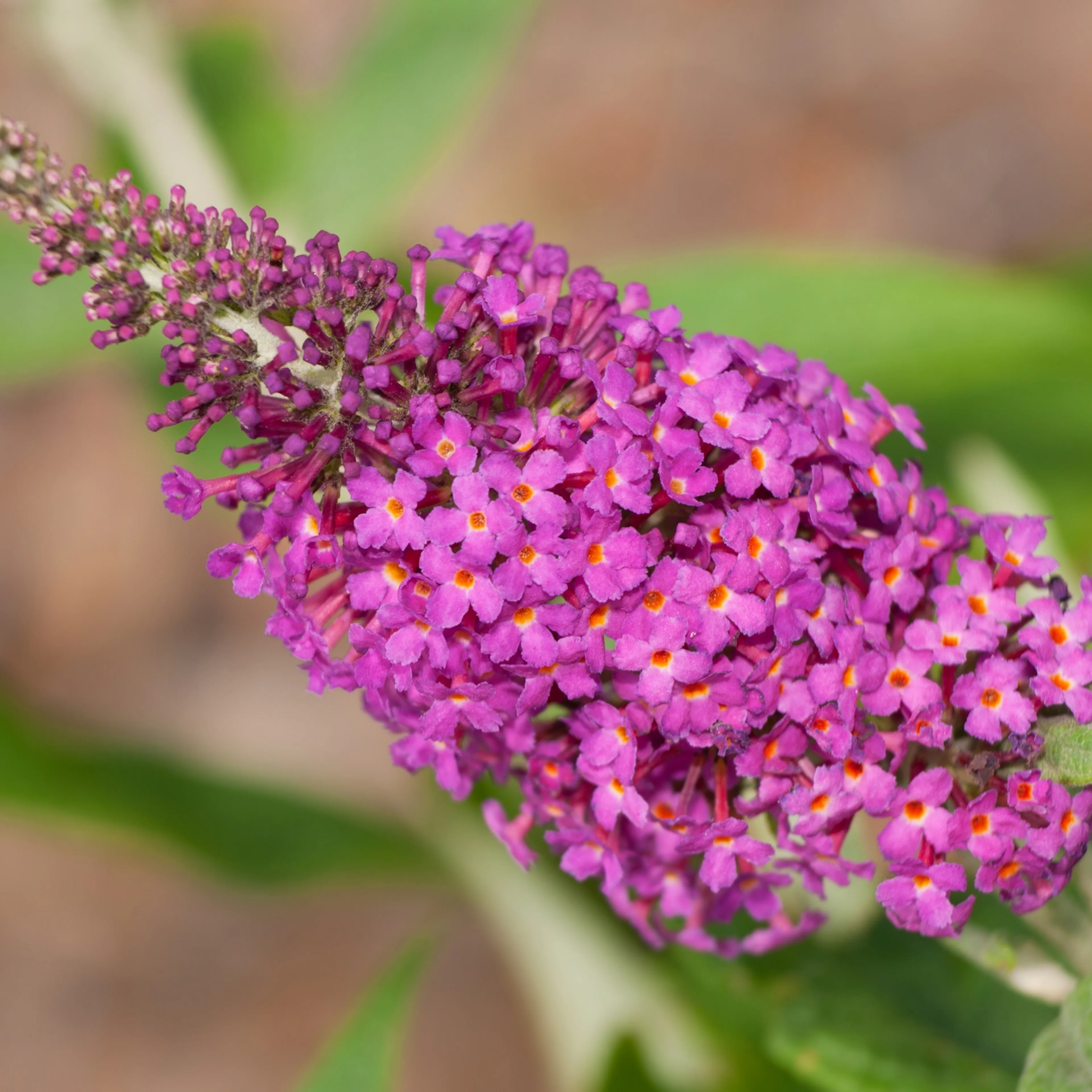 Prydnadsbuske Omnia Garden Syrénbuddleja Fjärilsbuske Miss Ruby
