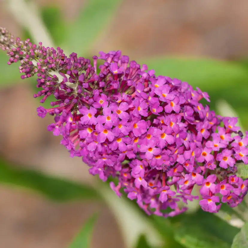 Prydnadsbuske Omnia Garden Syrénbuddleja Fjärilsbuske Miss Ruby