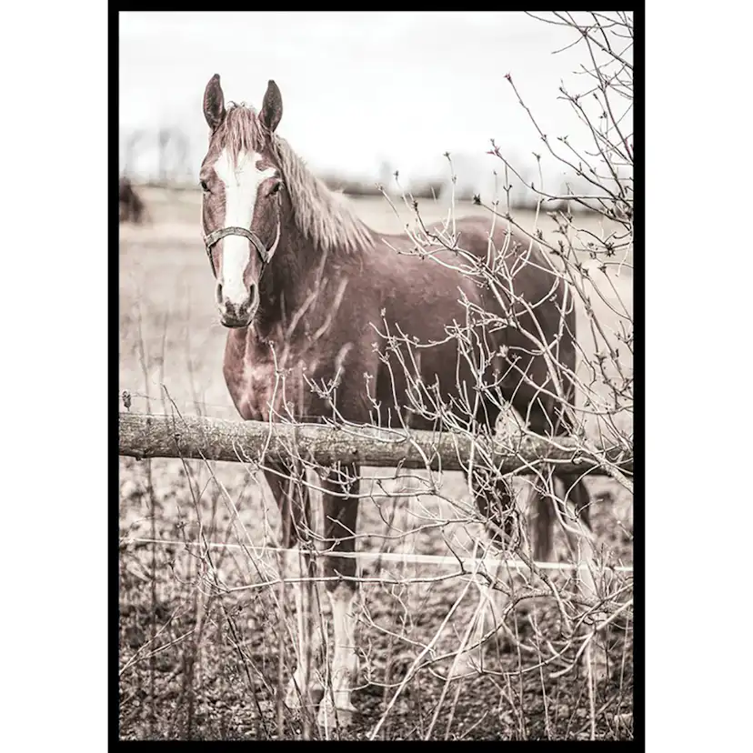 Poster Gallerix One Brown Horse