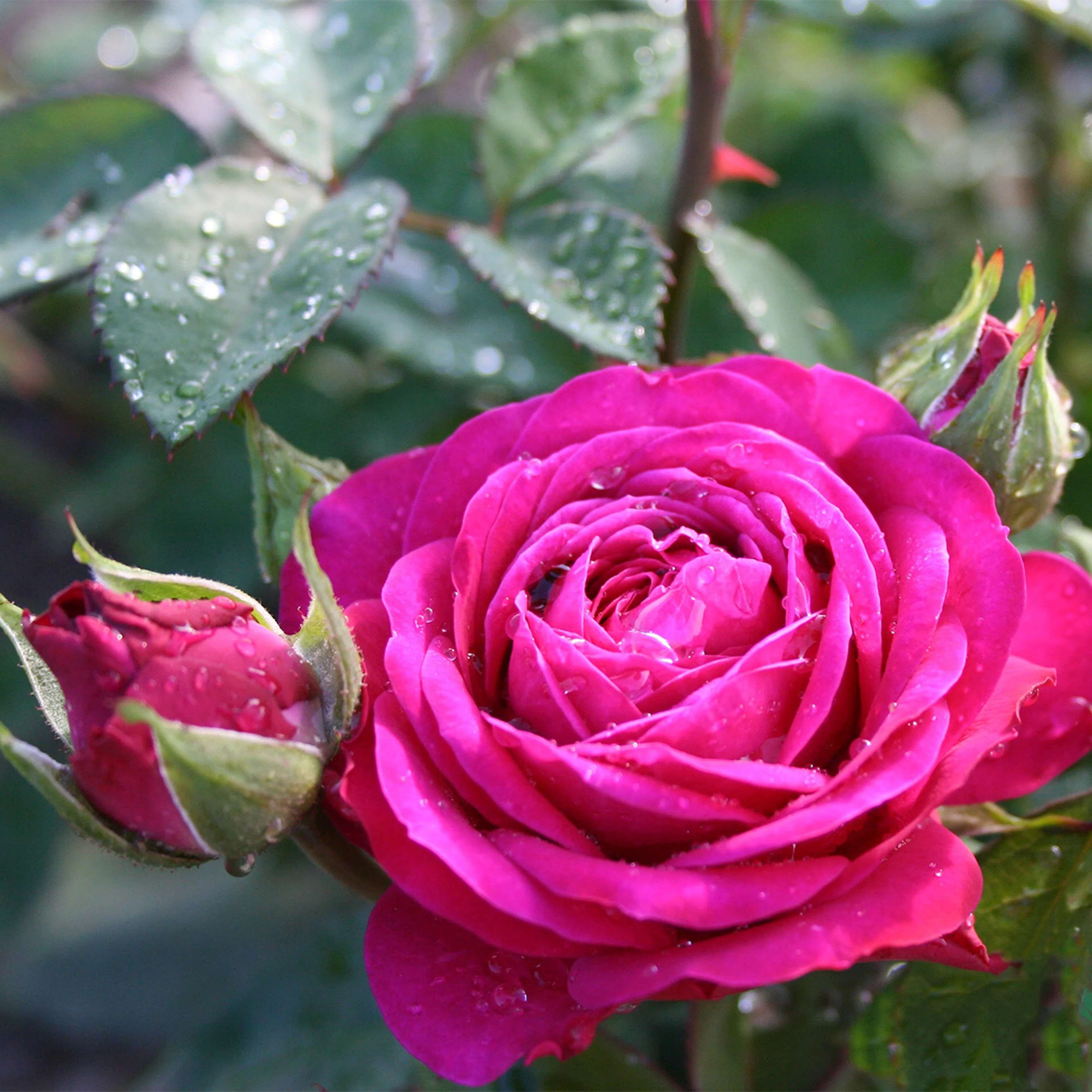 Rosa "Heidi Klum", 5-pack 5-pack