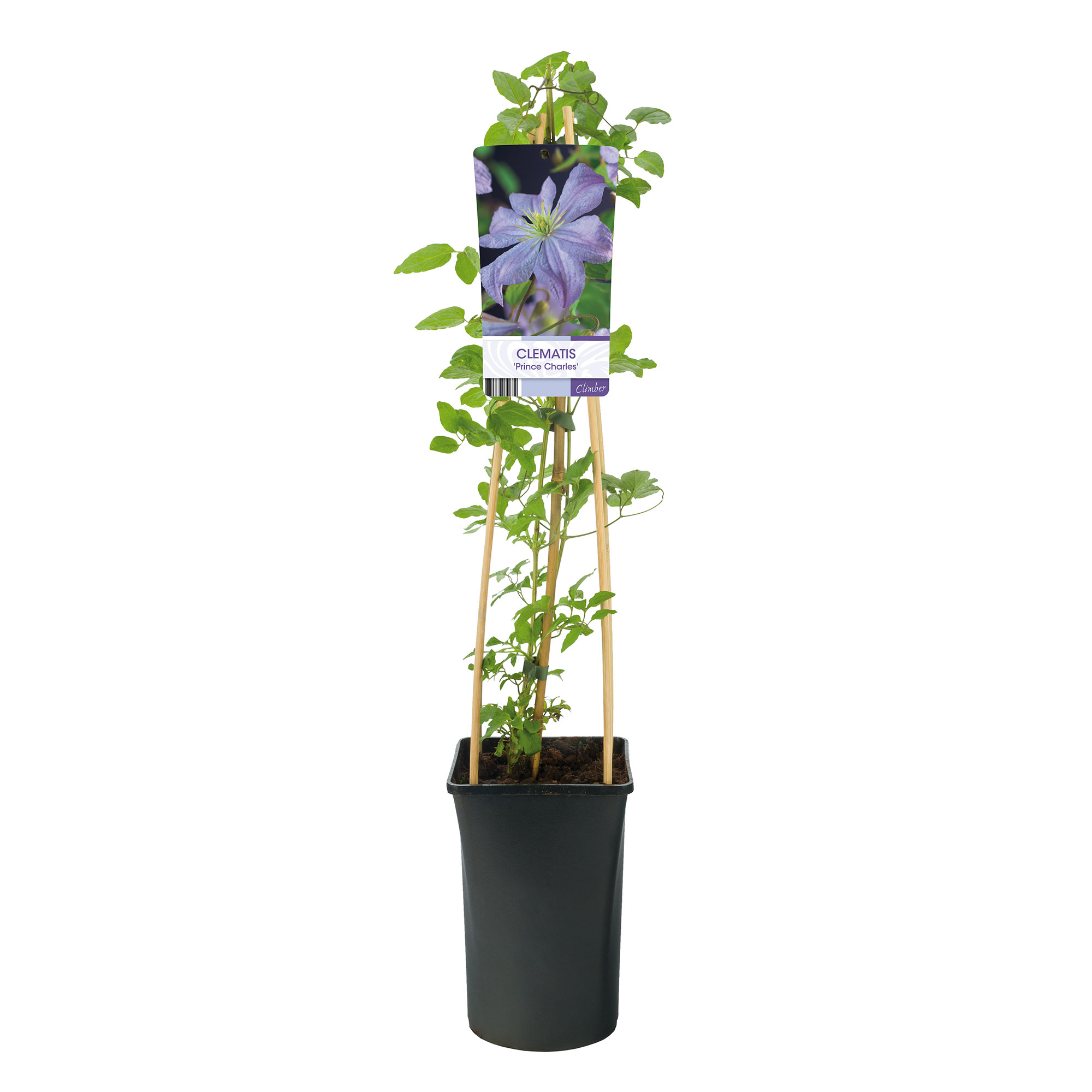 Klätterväxt Italiensk Klematis Omnia Garden Prince Charles 40-60 cm