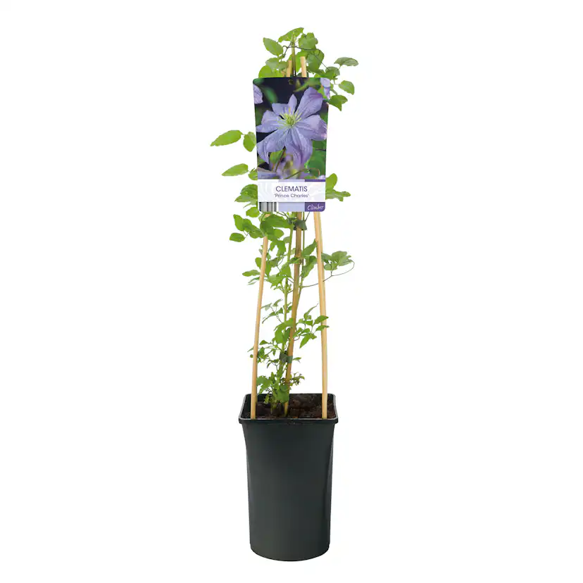 Klätterväxt Italiensk Klematis Omnia Garden Prince Charles 40-60 cm