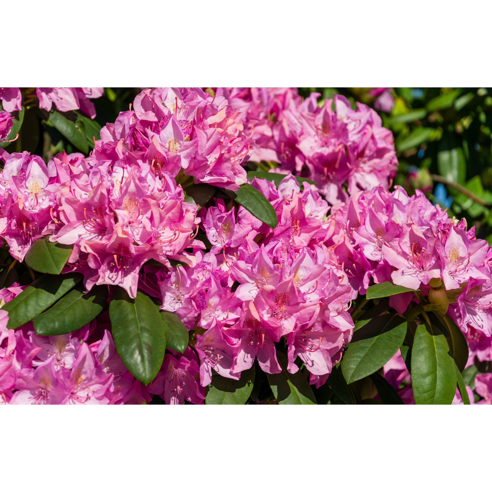 Rhododendron Omnia Garden Roseum Elegans Rosalila Buske 30-40 cm
