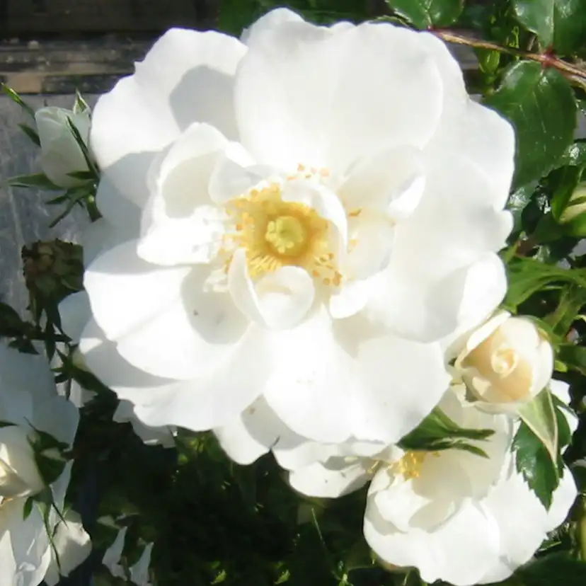 Marktäckande Ros Omnia Garden Diamond Border