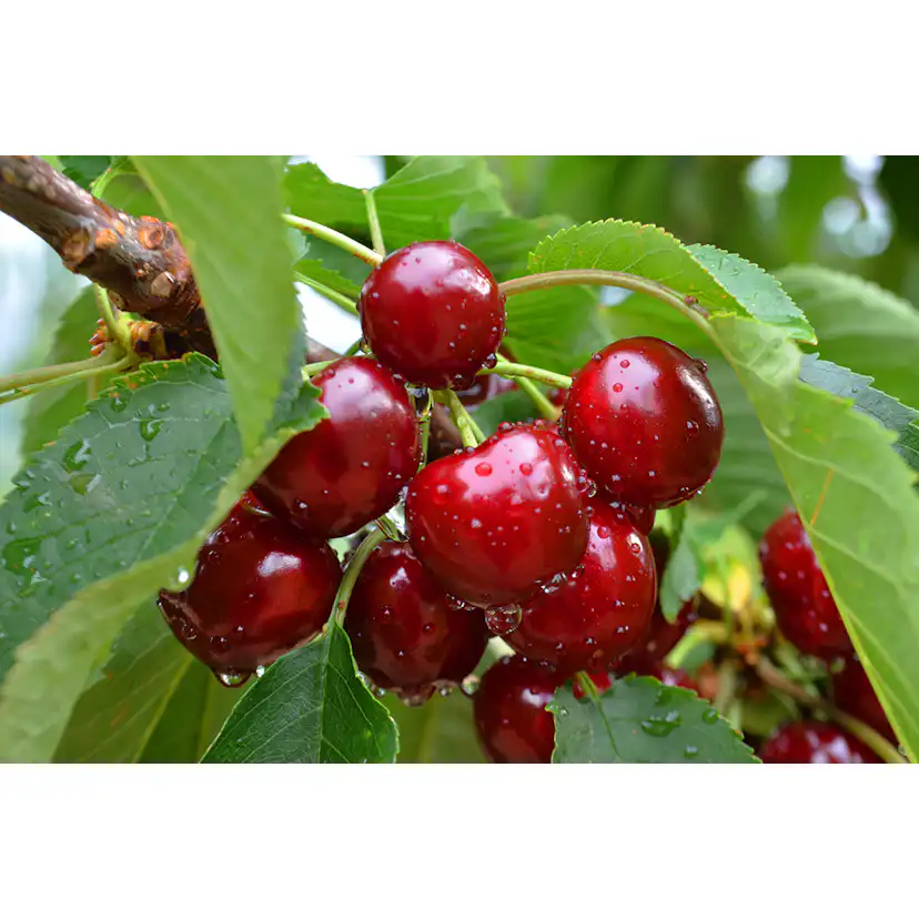 Körsbärsträd Omnia Garden Prunus Avium Sunburst