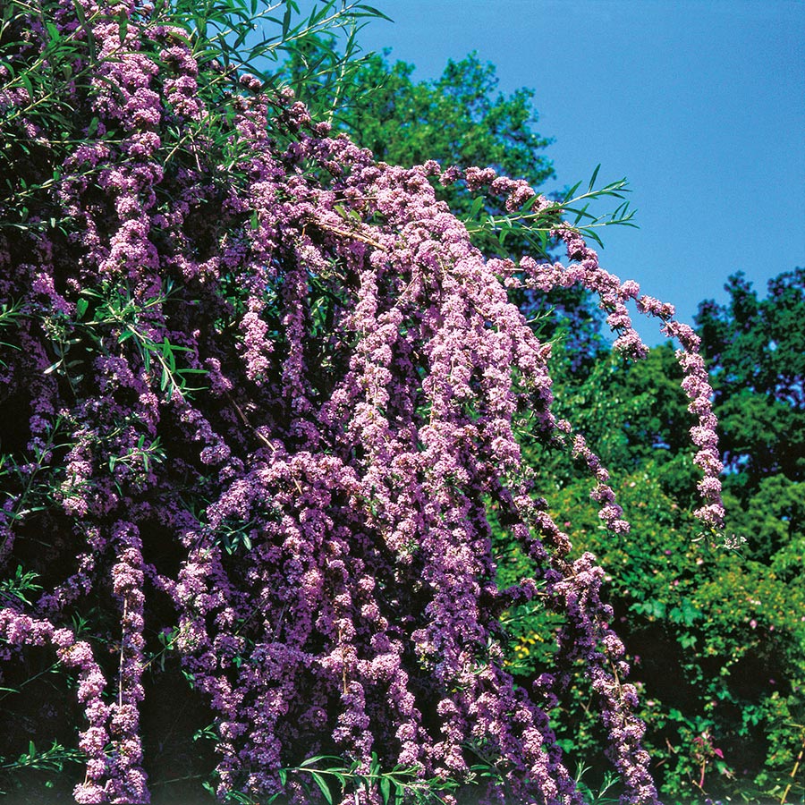 Prydnadsbuske Omnia Garden Sommarbuddleja