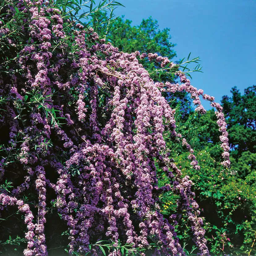 Prydnadsbuske Omnia Garden Sommarbuddleja