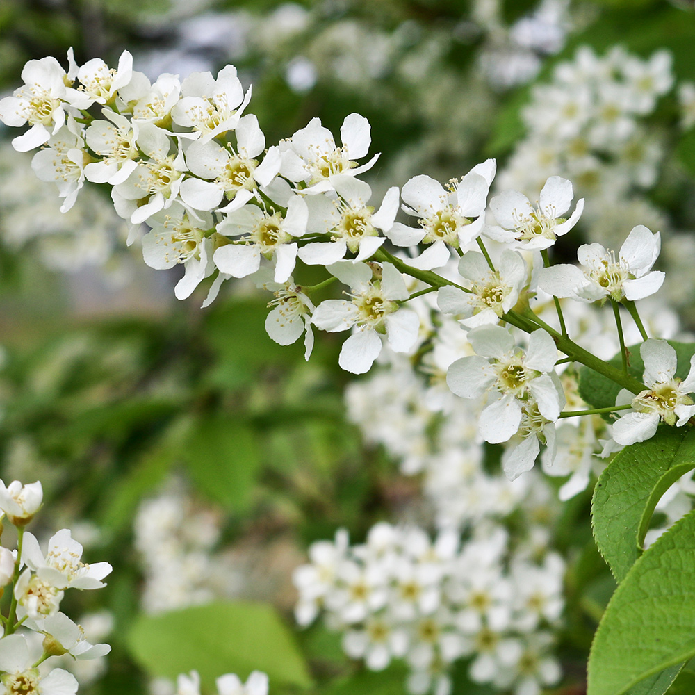 Prydnadsträd Omnia Garden Hägg, Vit Blomning & Grönt Lövverk, 120-175 cm