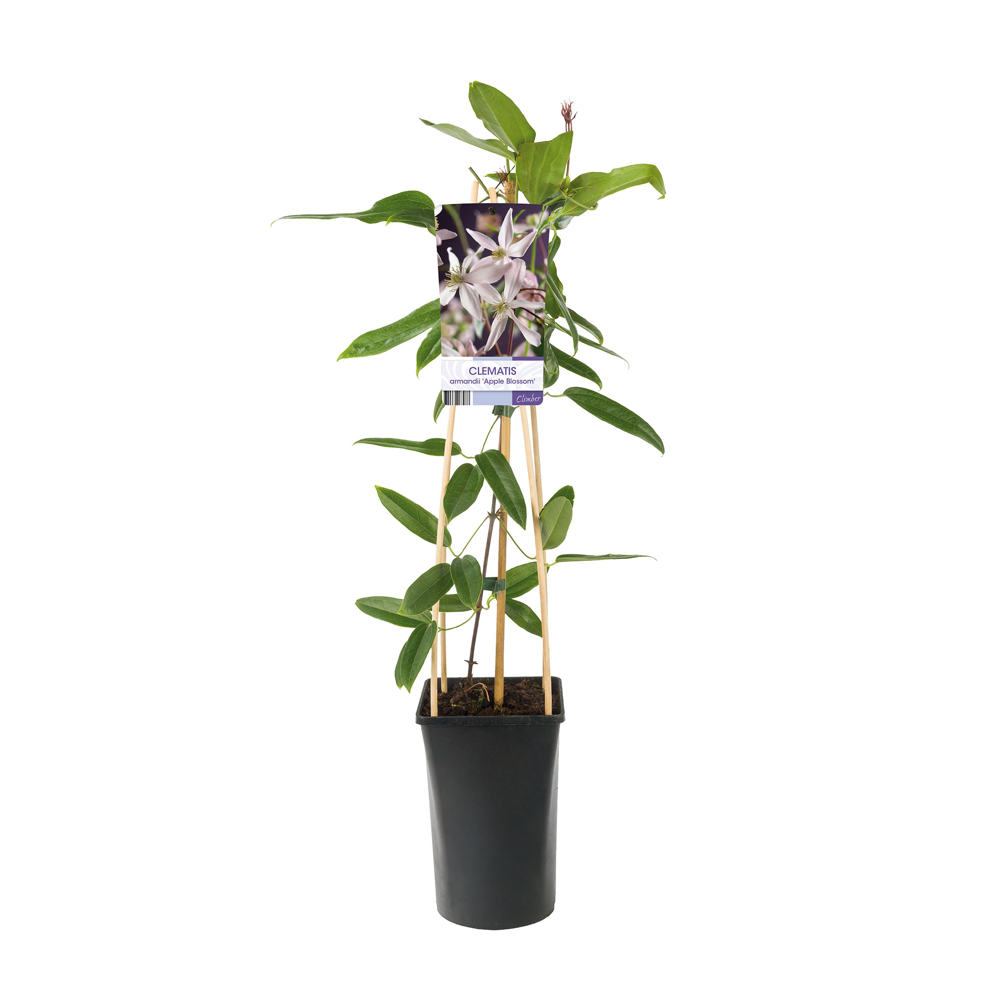 Klätterväxt Vintergrön Klematis Omnia Garden Armandii Apple Blossom 40-60 cm