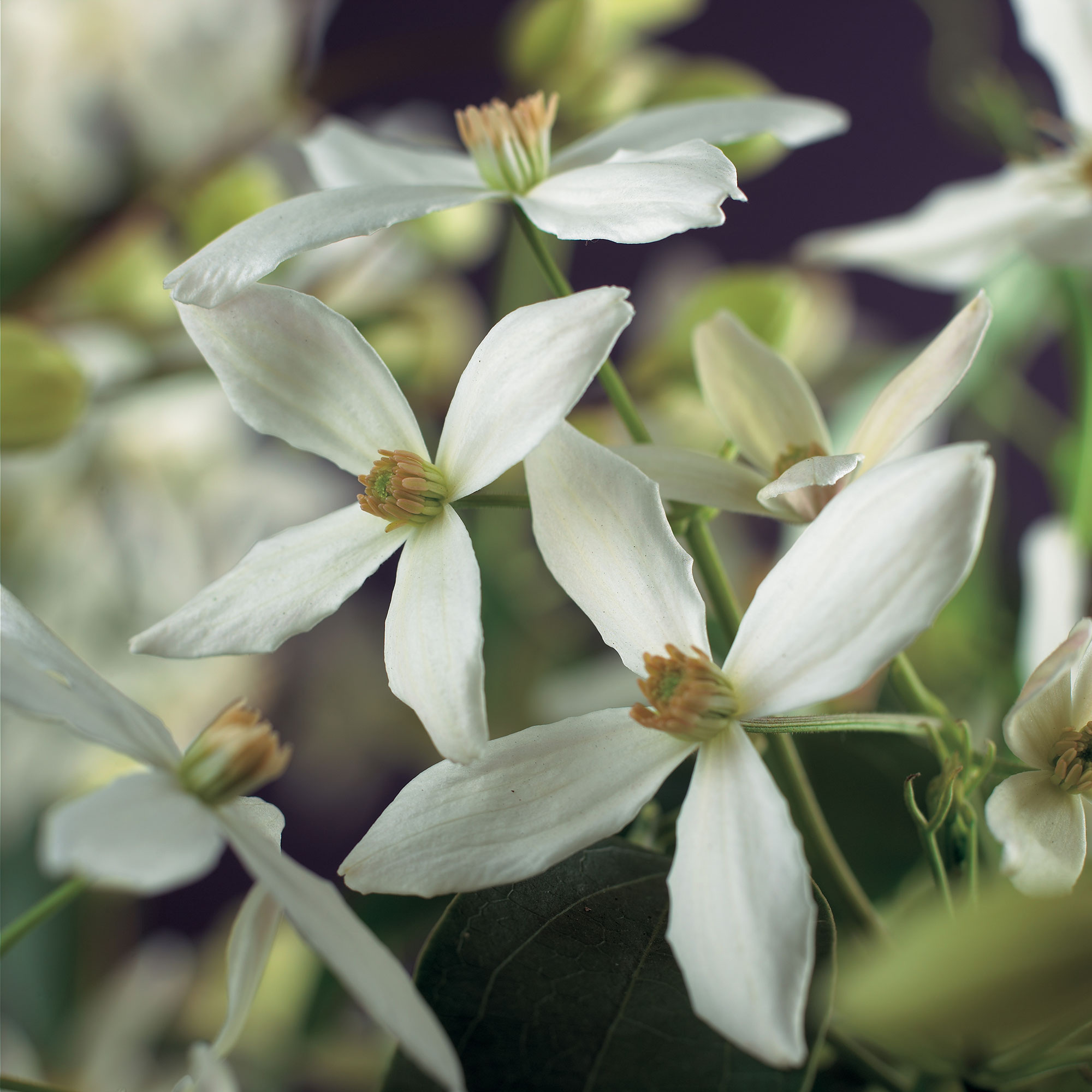 Klätterväxt Vintergrön Klematis Omnia Garden Armandii 40-60 cm