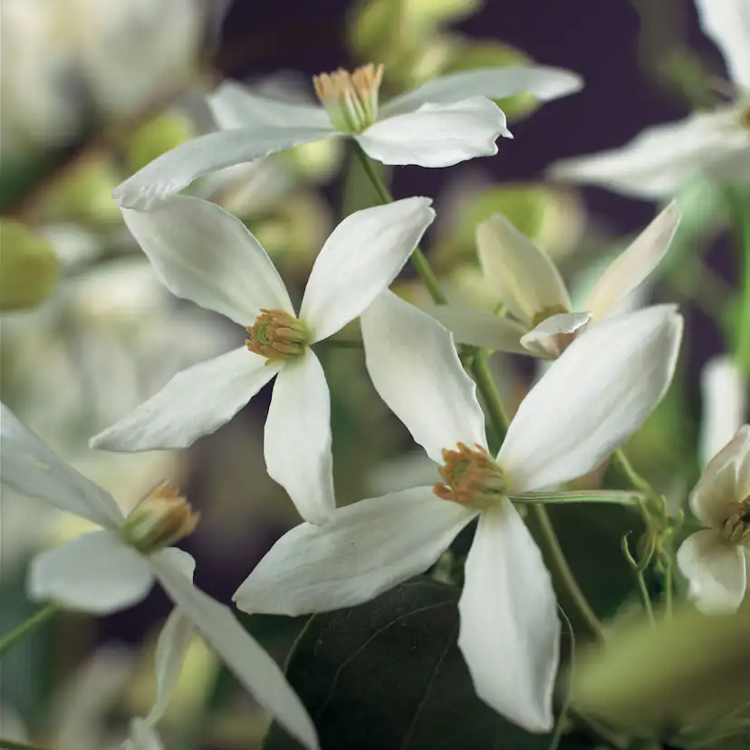 Klätterväxt Vintergrön Klematis Omnia Garden Armandii 40-60 cm