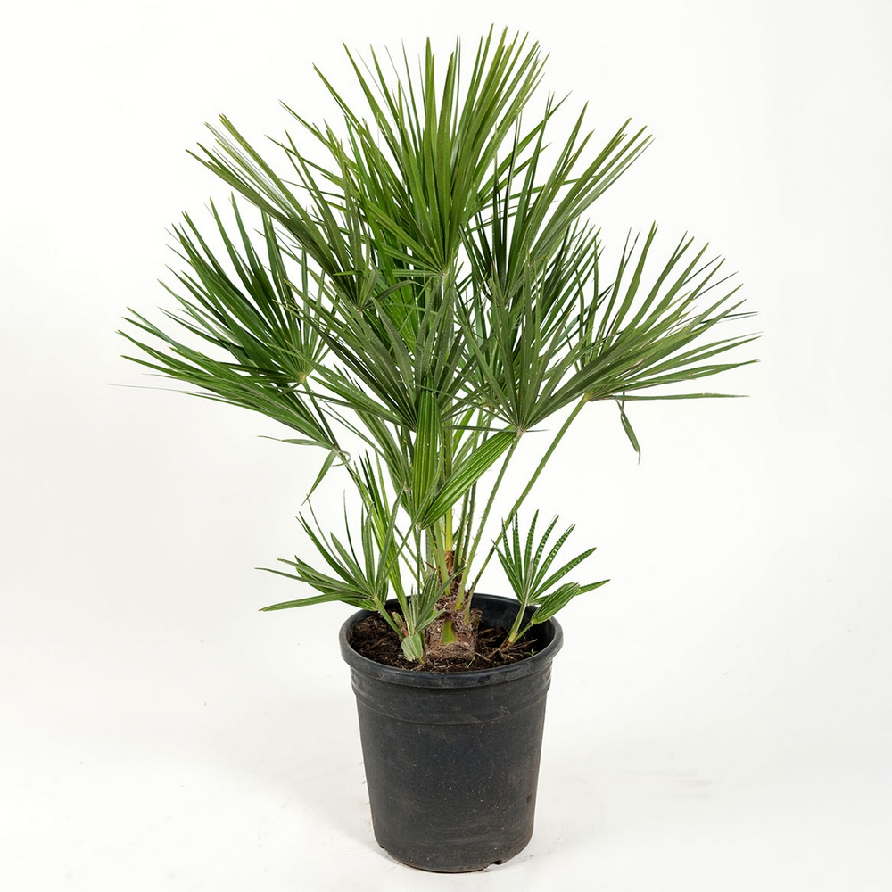 Europeisk Dvärgpalm Omnia Garden