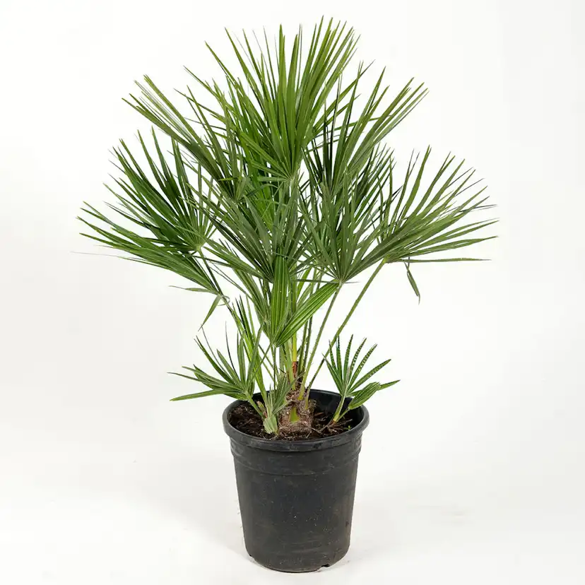 Europeisk Dvärgpalm Omnia Garden