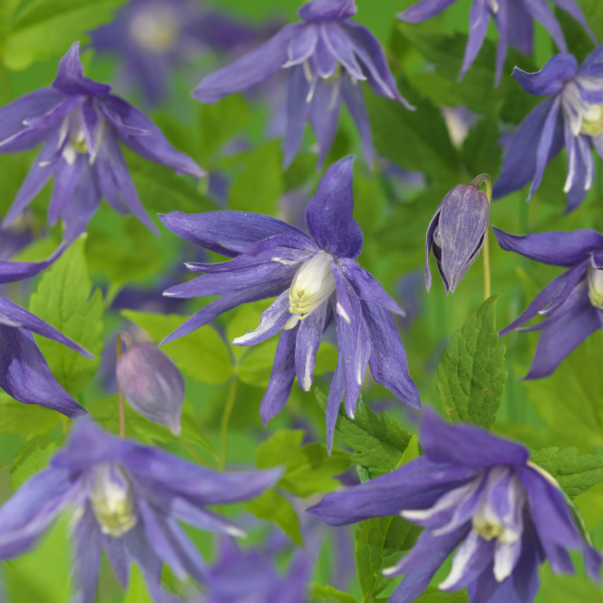 Klätterväxt Atragene Klematis Omnia Garden Maidwell Hall 40-60 cm